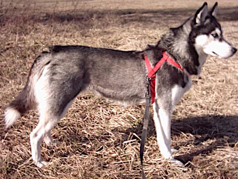 Сибирско хъски
